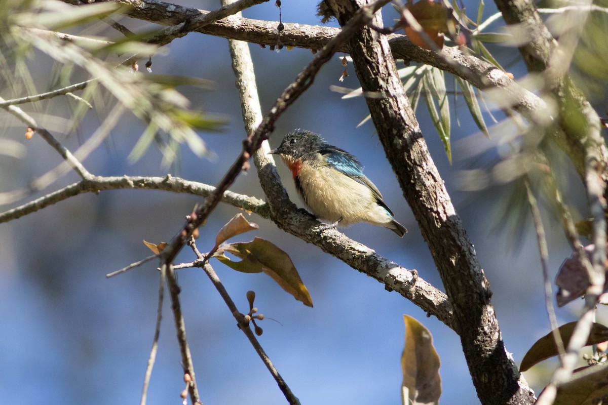 Fire-breasted Flowerpecker - ML138341061