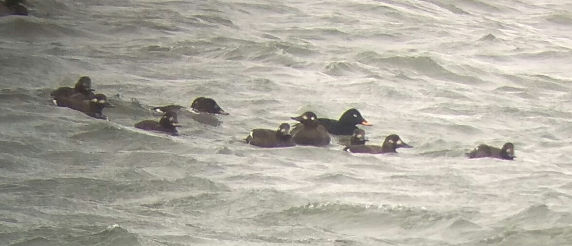 Velvet Scoter - Matej Zámečník