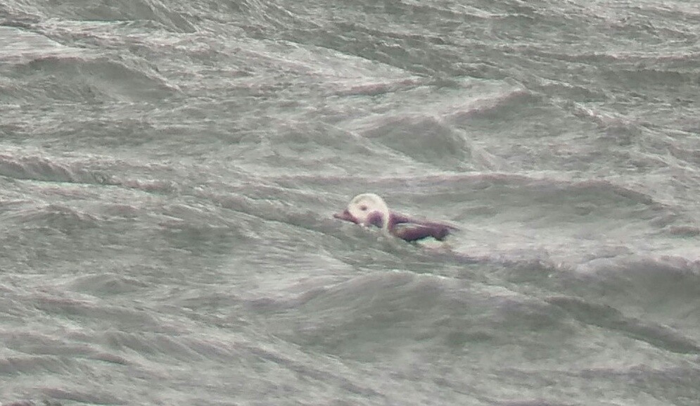 Long-tailed Duck - ML138345551