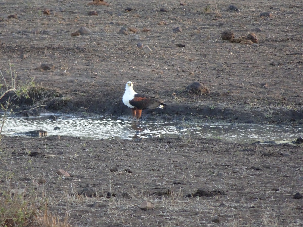 African Fish-Eagle - Claire Bélanger