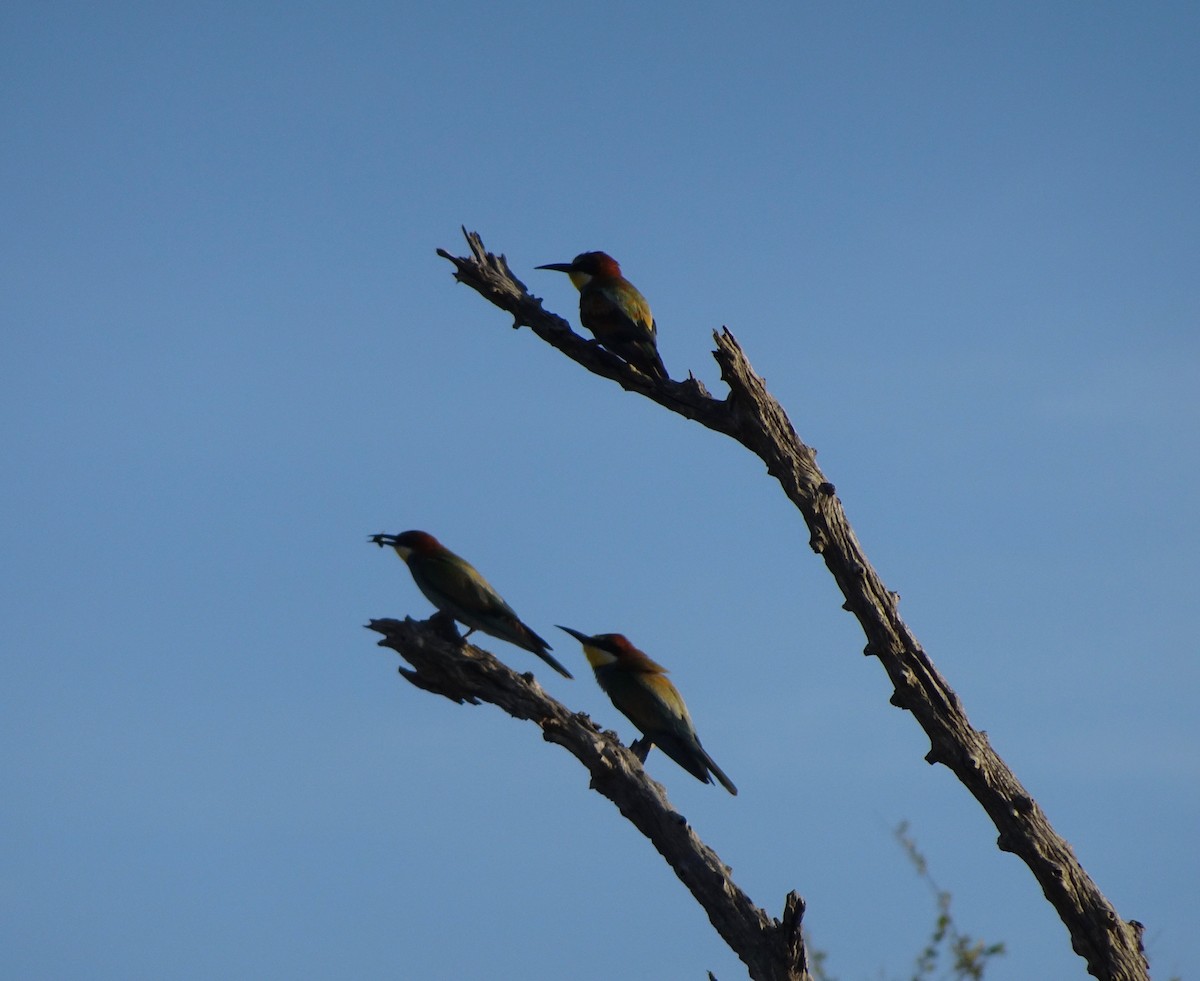 European Bee-eater - ML138346381