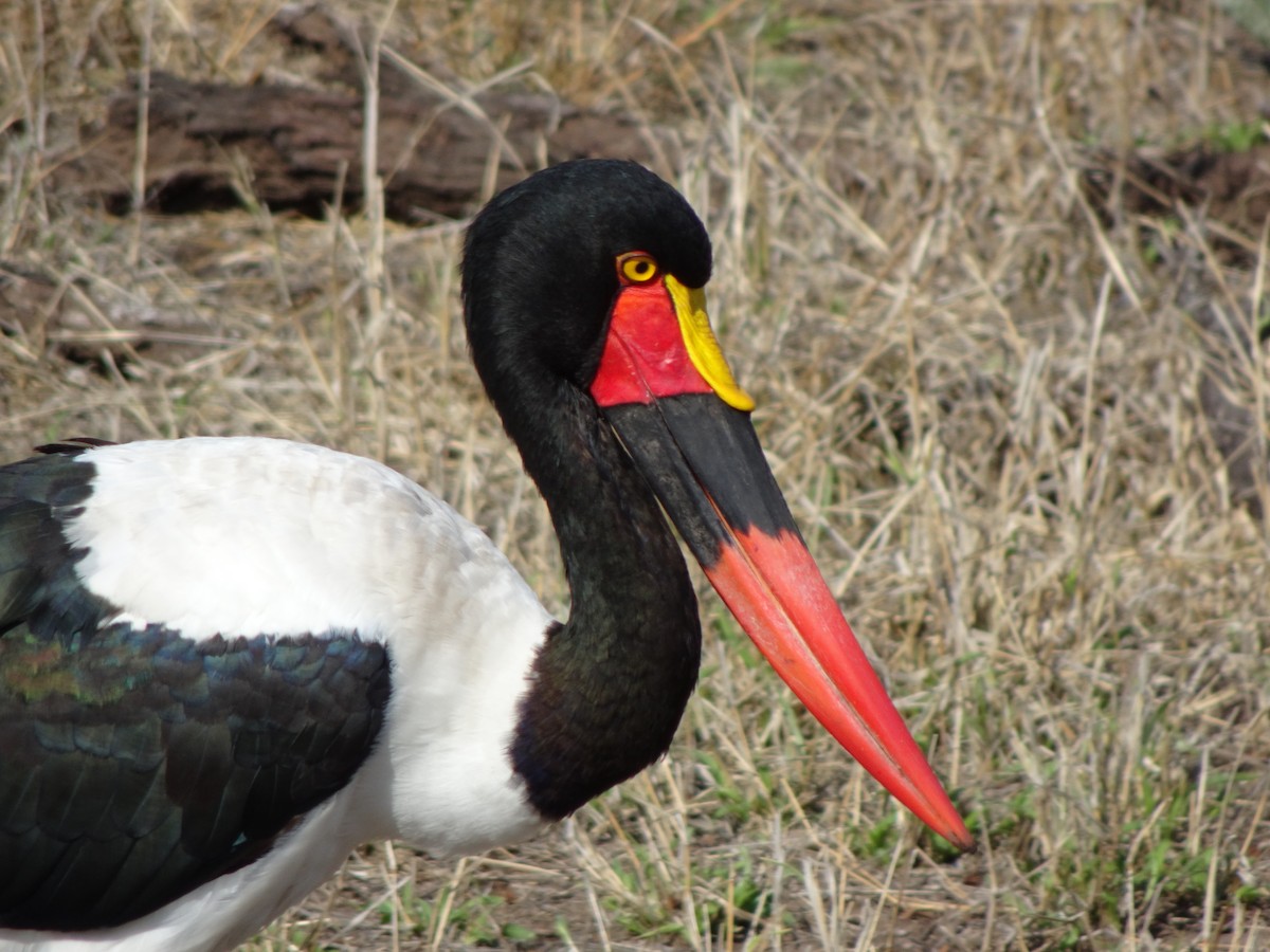 Jabiru d'Afrique - ML138346801