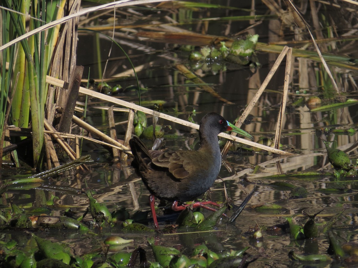 Plumbeous Rail - ML138349271