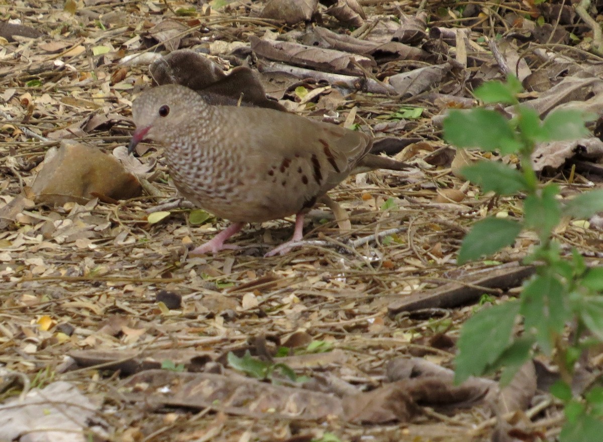 Common Ground Dove - Davida Kalina