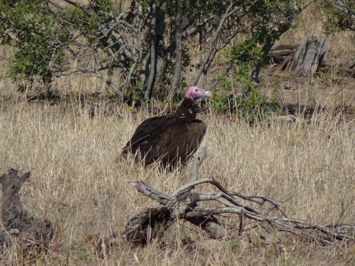 Lappet-faced Vulture - Claire Bélanger