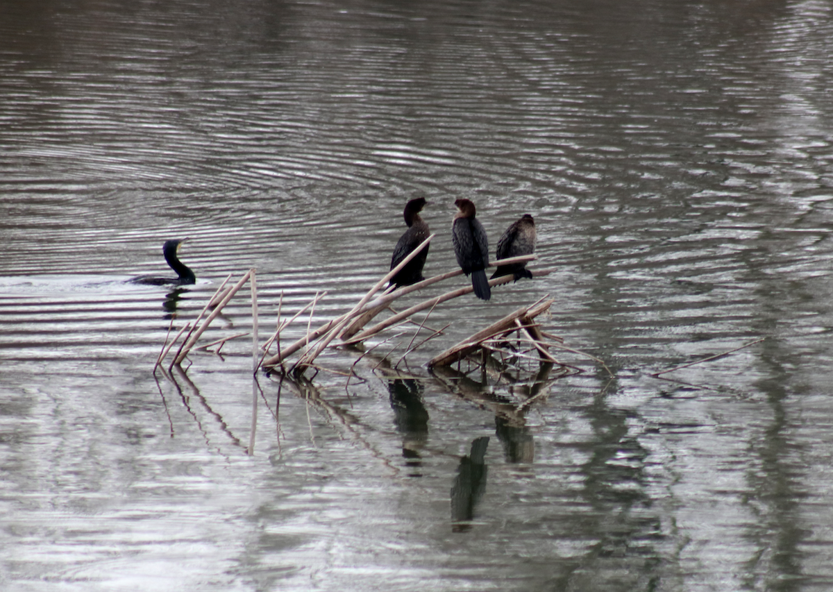 Pygmy Cormorant - ML138353071