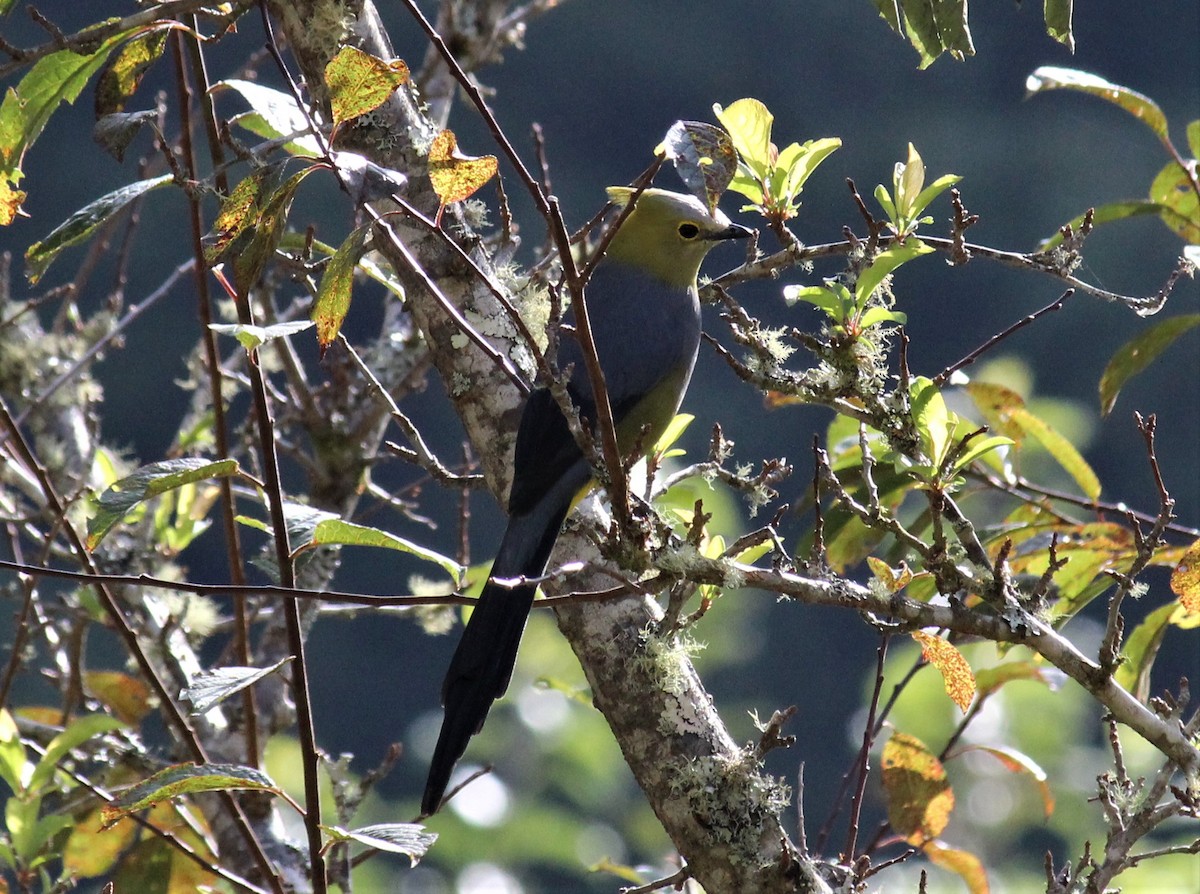 Long-tailed Silky-flycatcher - ML138354041