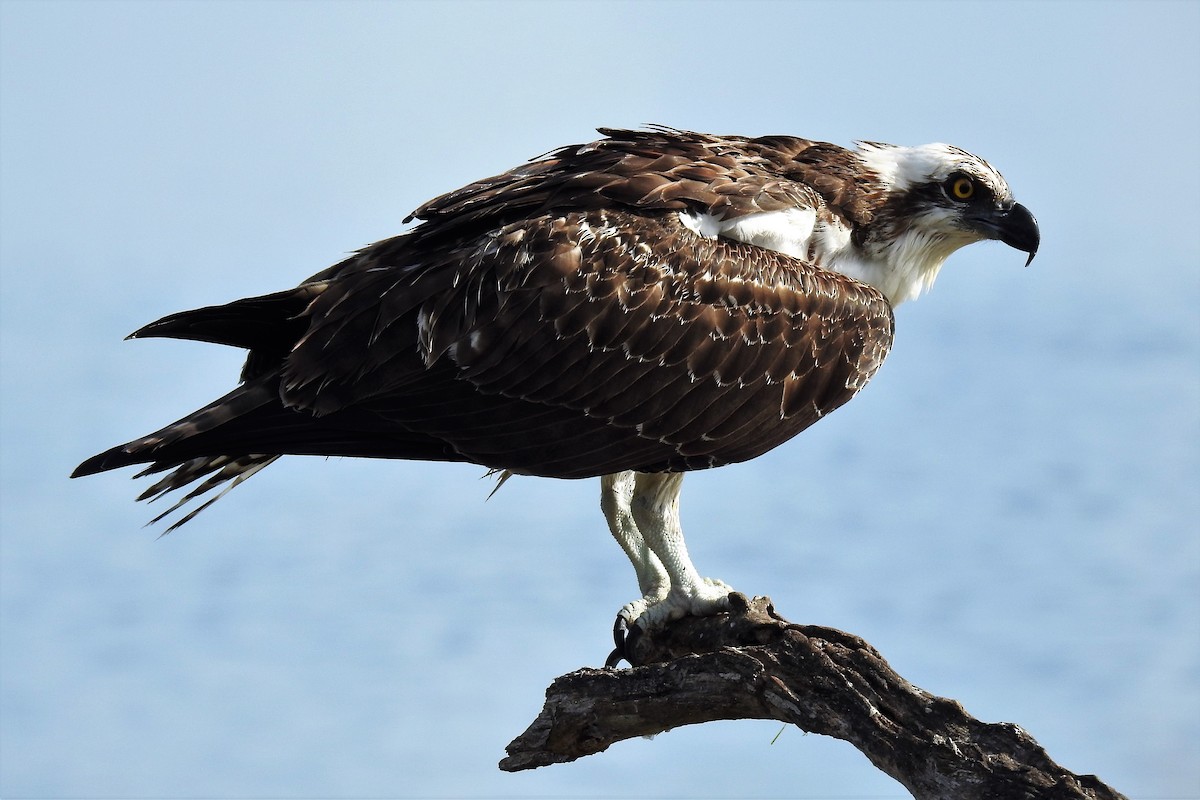 Balbuzard pêcheur - ML138354051