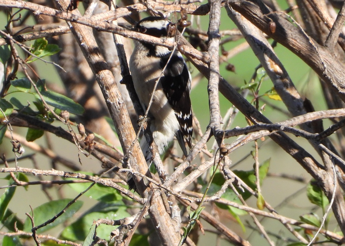 Downy Woodpecker - Jon Tveten