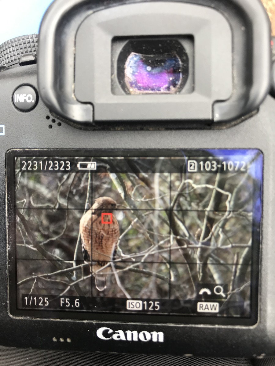 Red-shouldered Hawk - Rebecca Fabbro