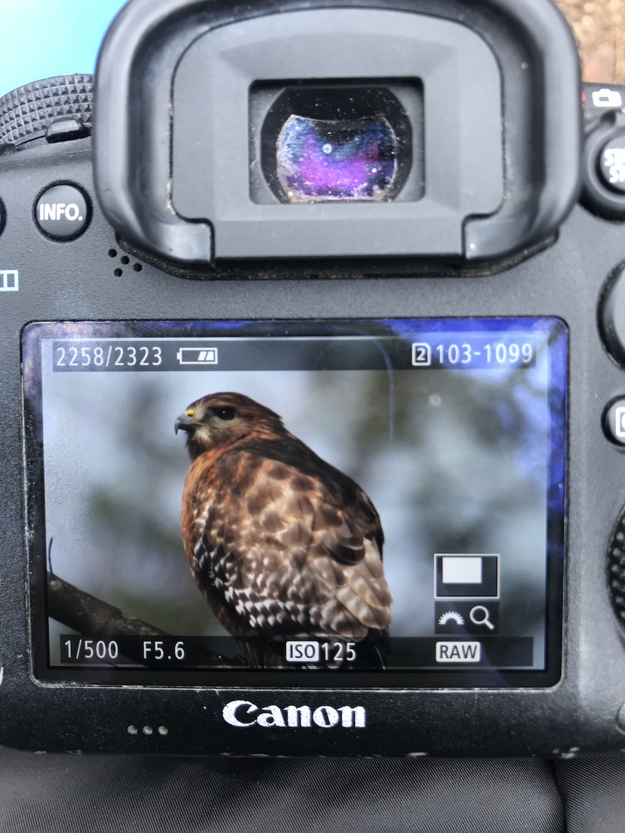 Red-shouldered Hawk - Rebecca Fabbro