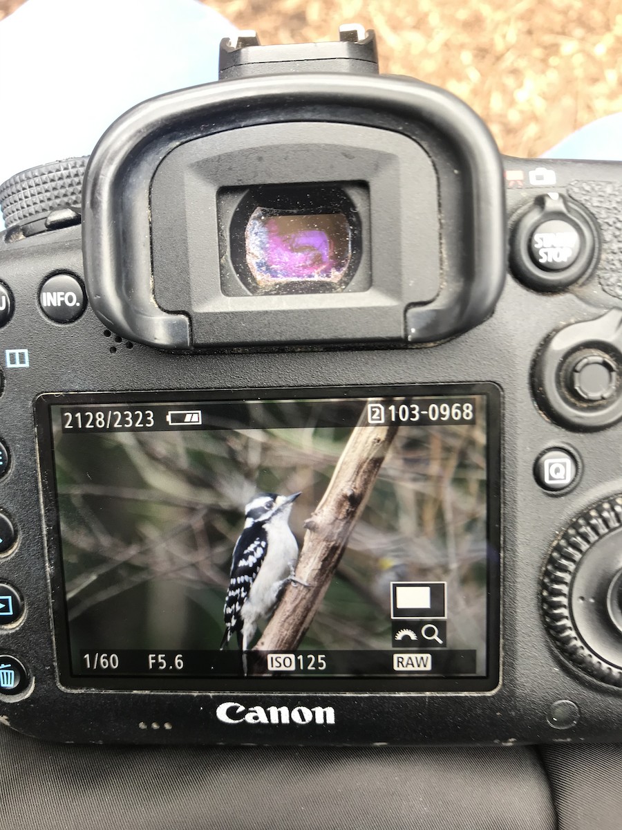 Downy Woodpecker - ML138357951