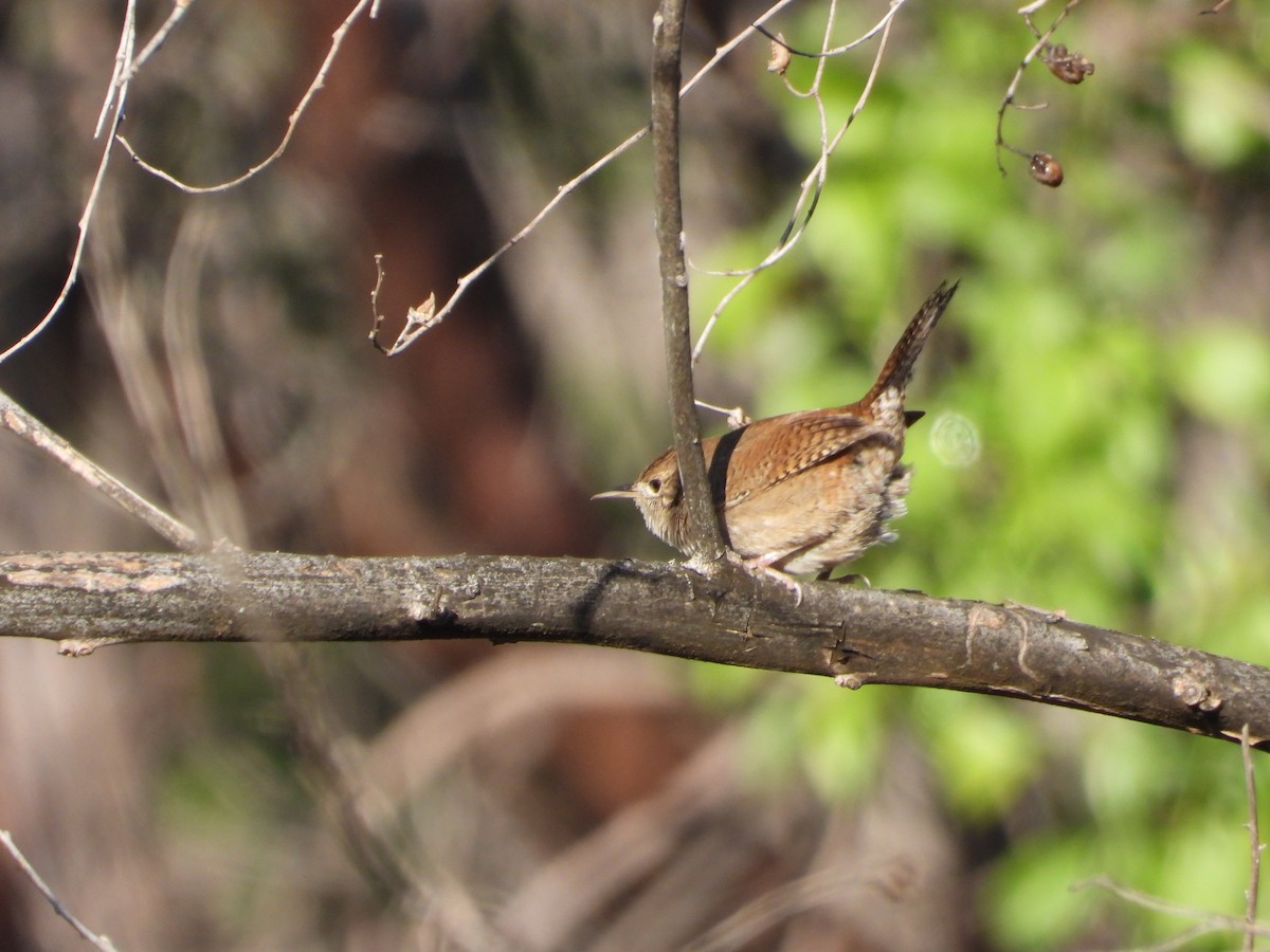 House Wren - ML138358301