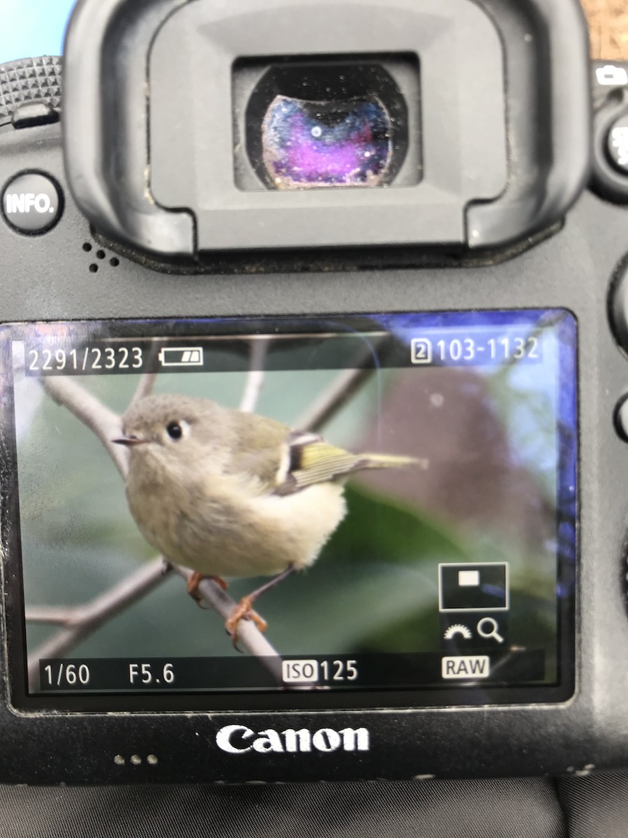 Ruby-crowned Kinglet - ML138358311