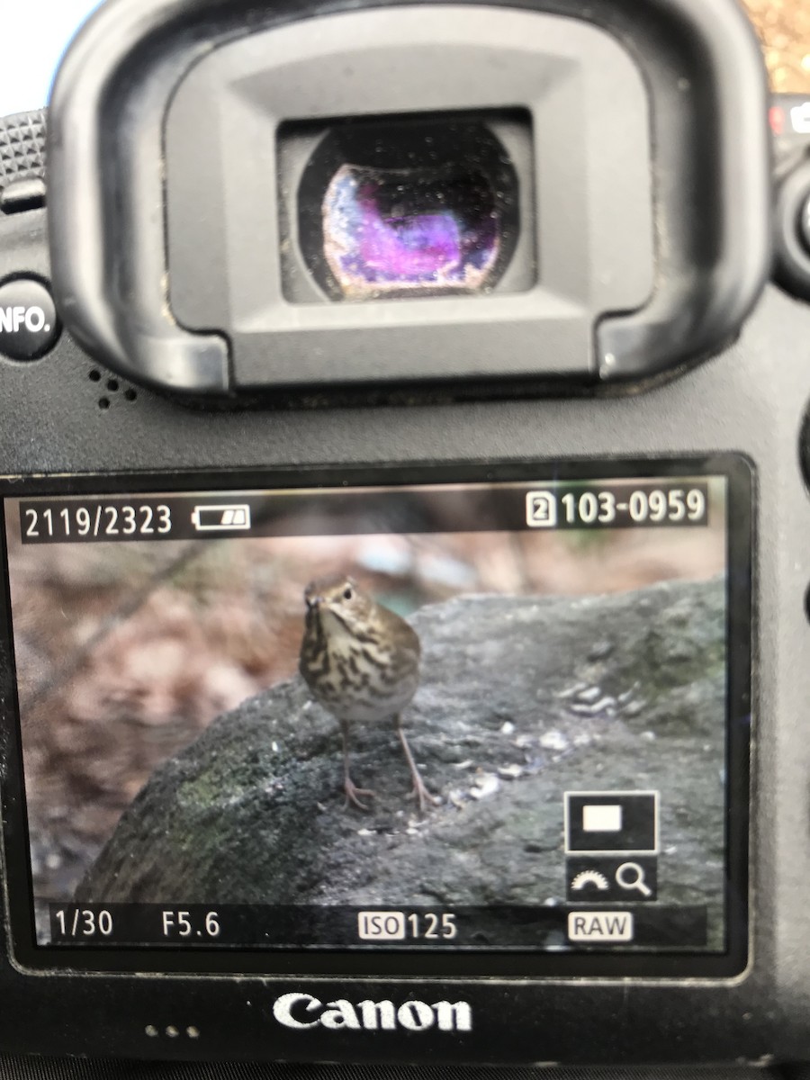 Hermit Thrush - Rebecca Fabbro