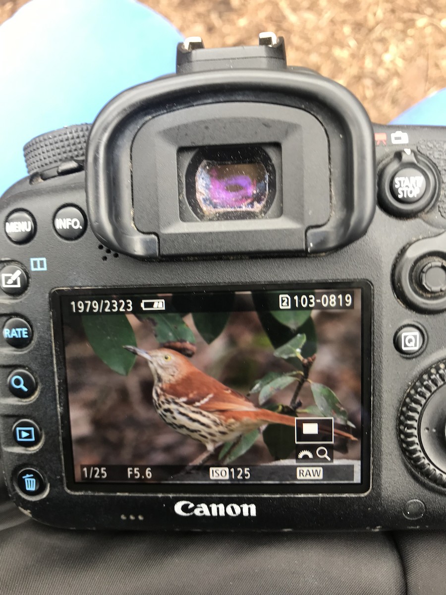 Brown Thrasher - ML138358401