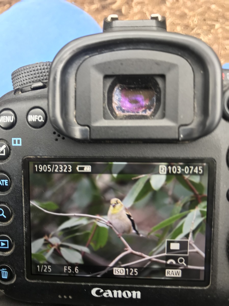 American Goldfinch - ML138358451