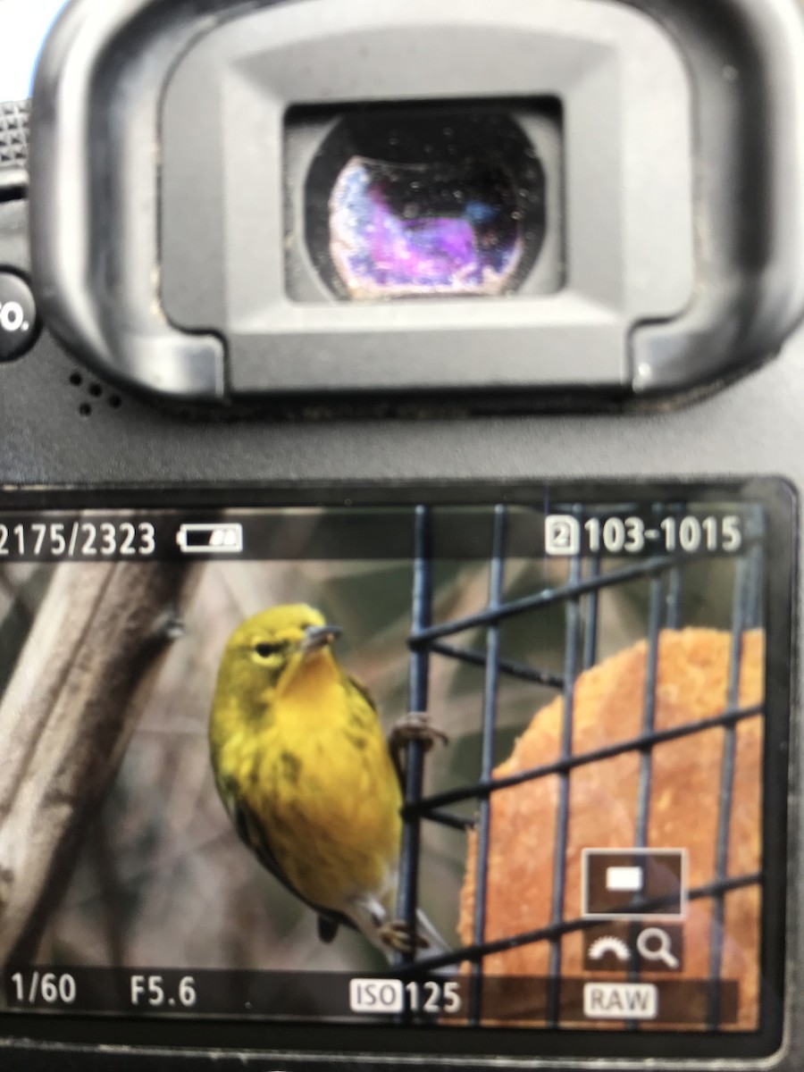 Pine Warbler - Rebecca Fabbro