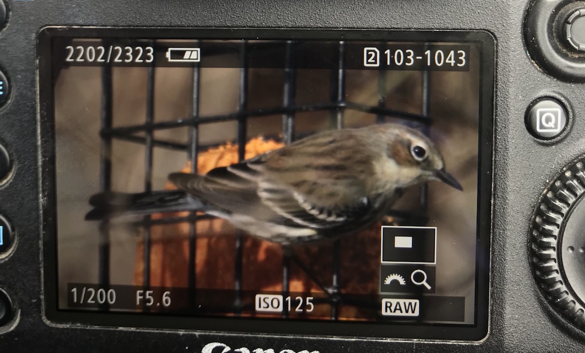 Yellow-rumped Warbler - ML138358711