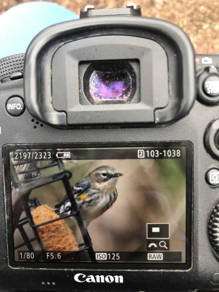 Yellow-rumped Warbler - ML138358721