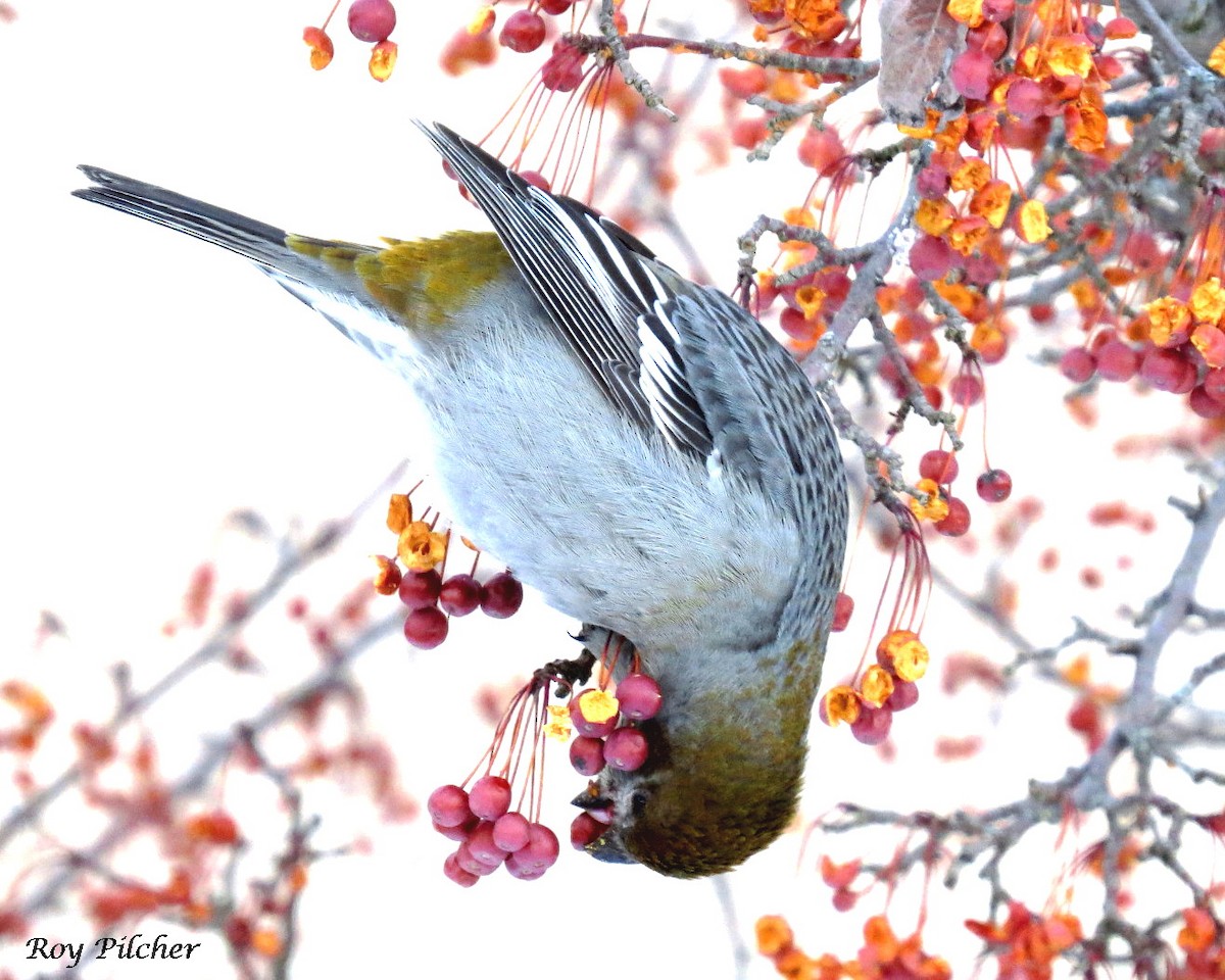 Pine Grosbeak - ML138359391