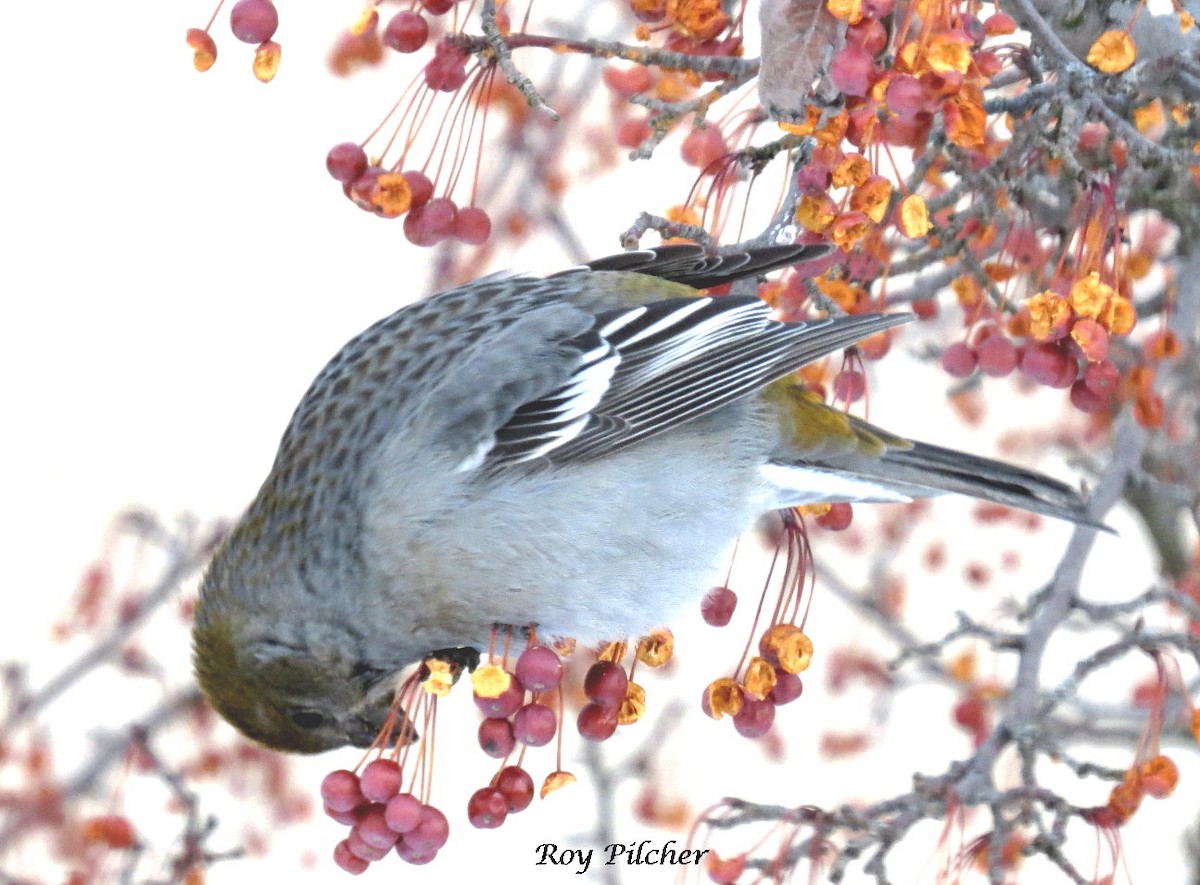 Pine Grosbeak - ML138359471