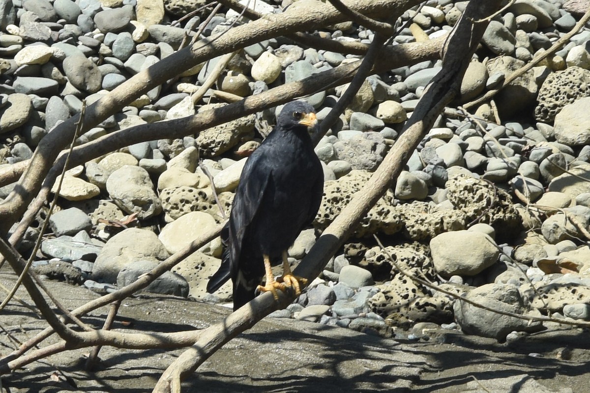 Common Black Hawk - Charles Shaffer