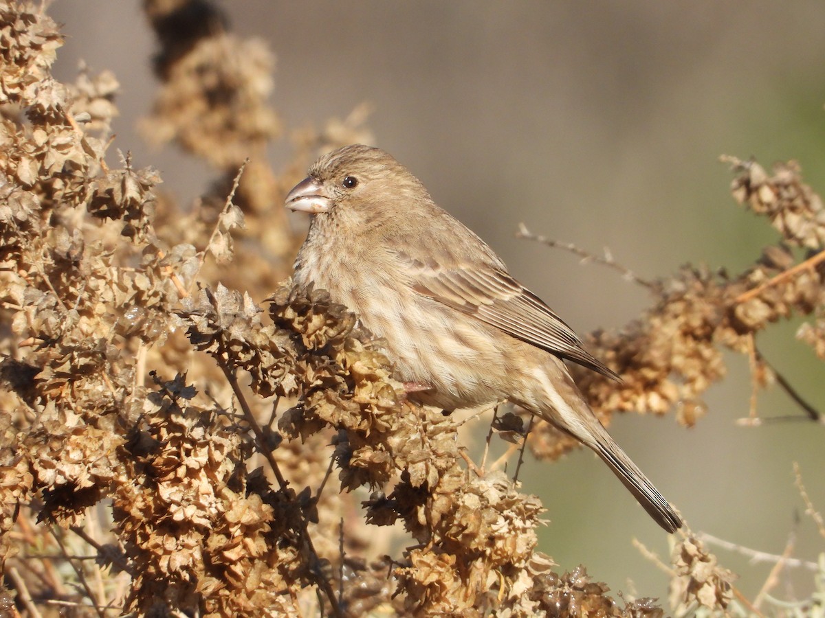 House Finch - ML138360591