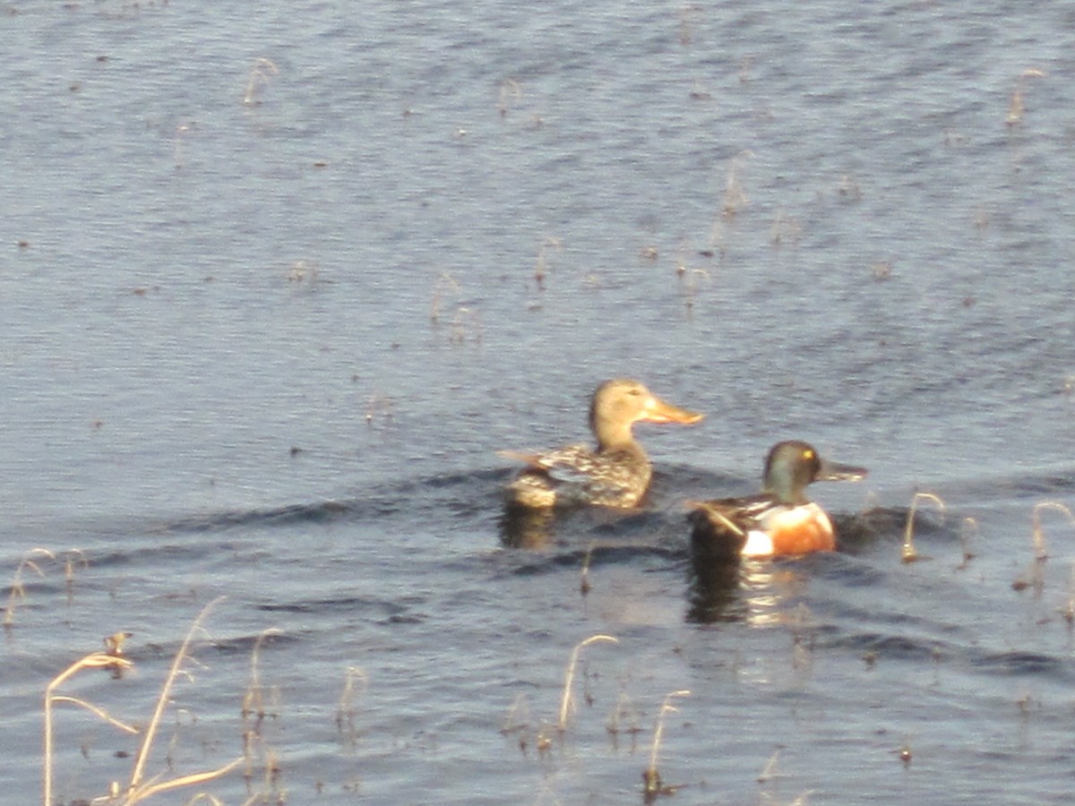 Northern Shoveler - Alain Robert