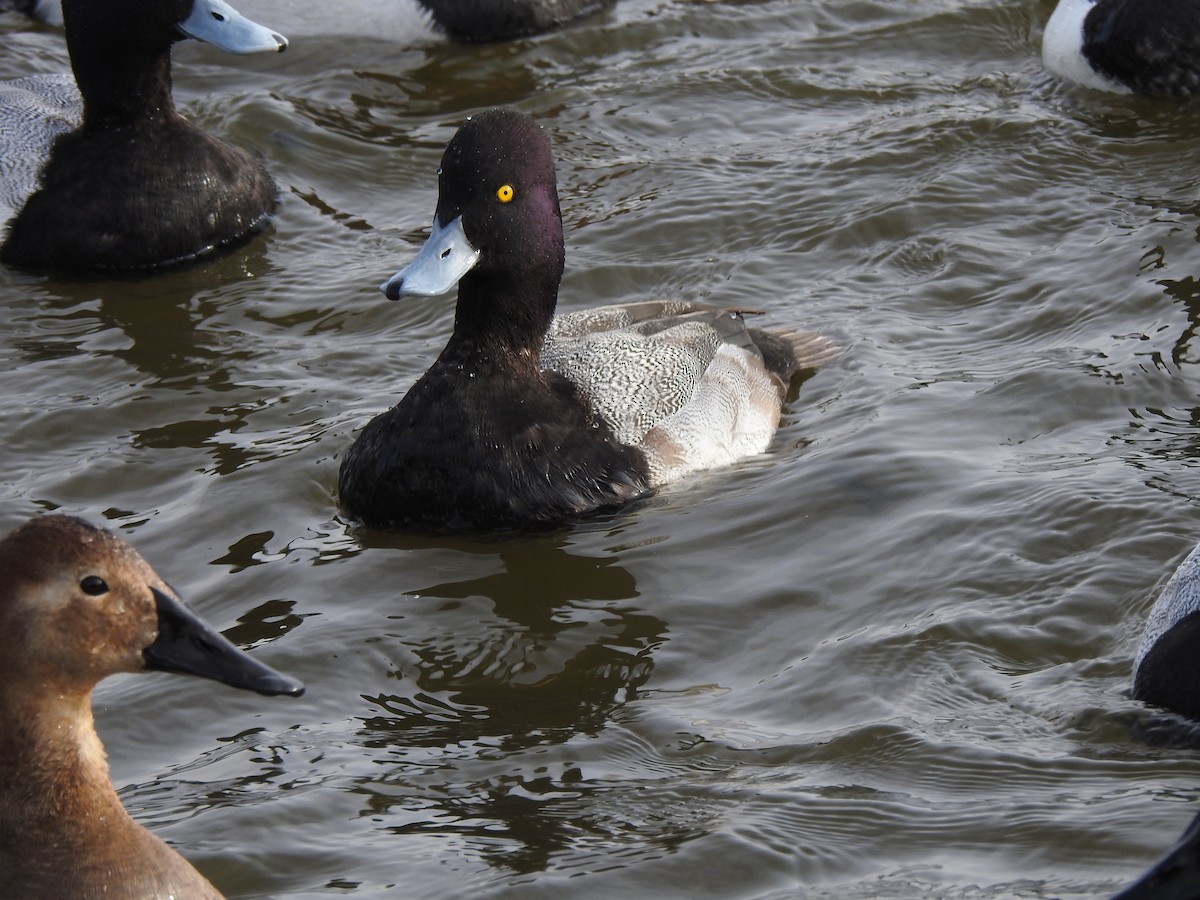 Lesser Scaup - ML138361781