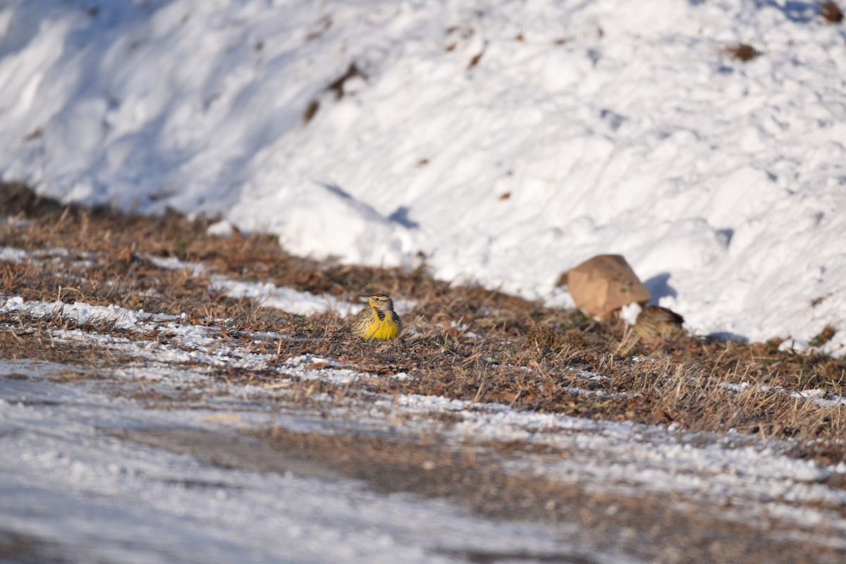 Eastern Meadowlark - ML138362151