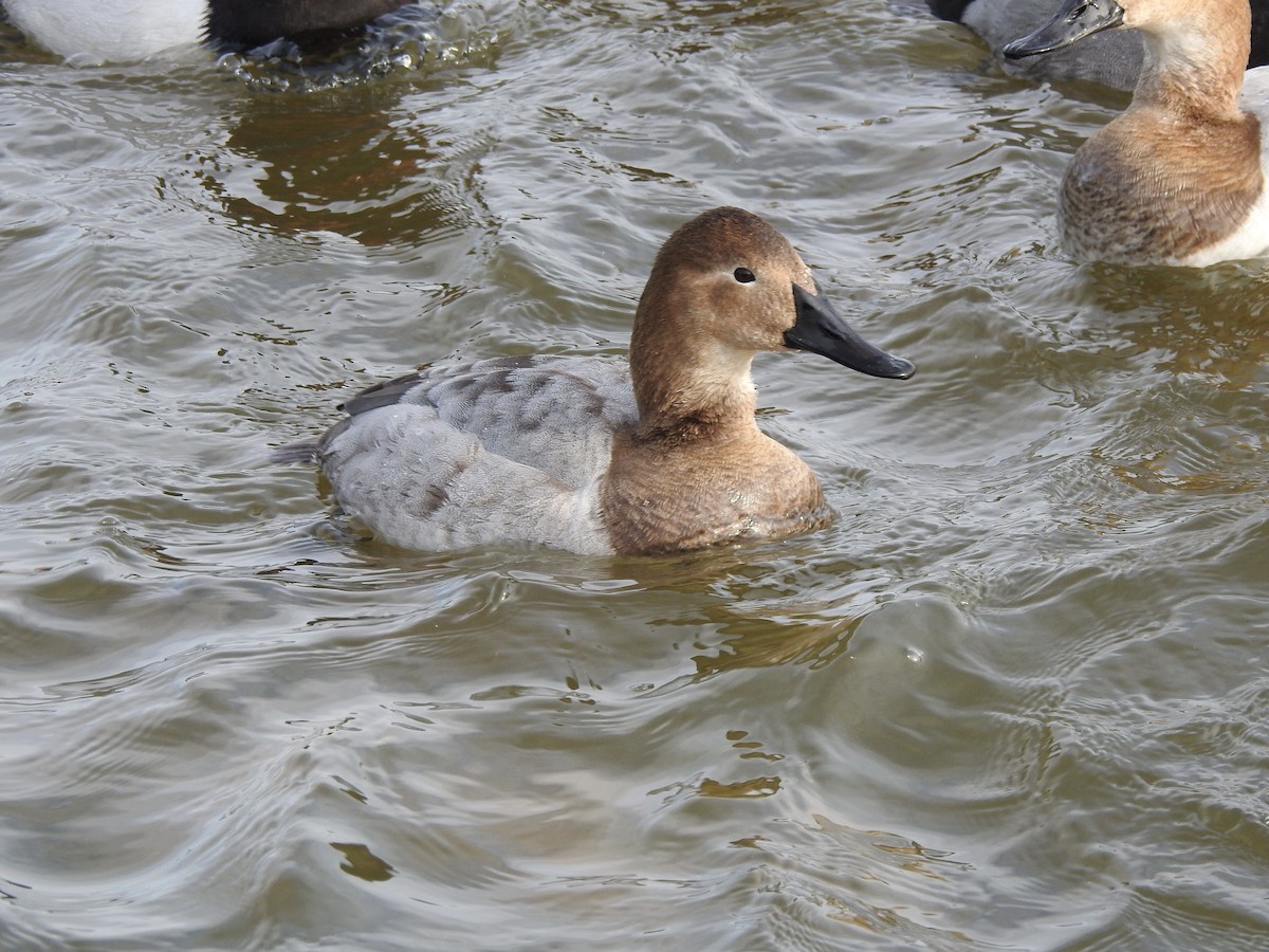 Canvasback - Derek Richardson