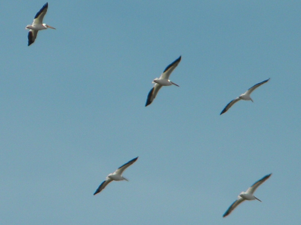 American White Pelican - Rebecca Jordan