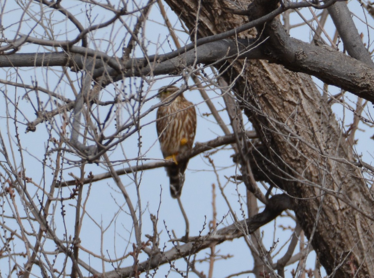 dřemlík tundrový (ssp. columbarius) - ML138363001