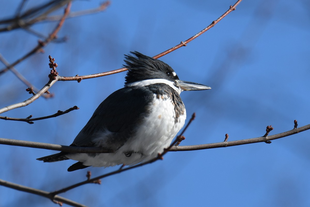 Belted Kingfisher - ML138363961