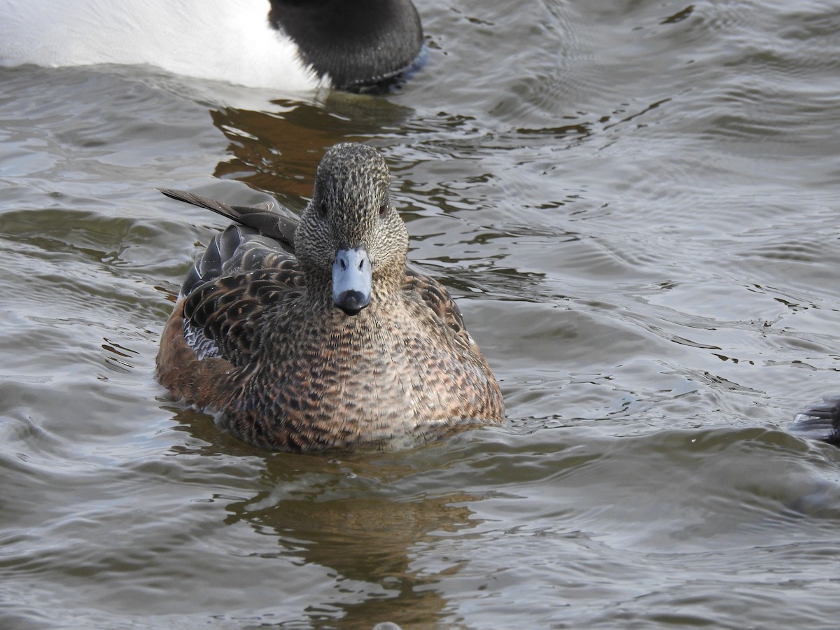 American Wigeon - Derek Richardson