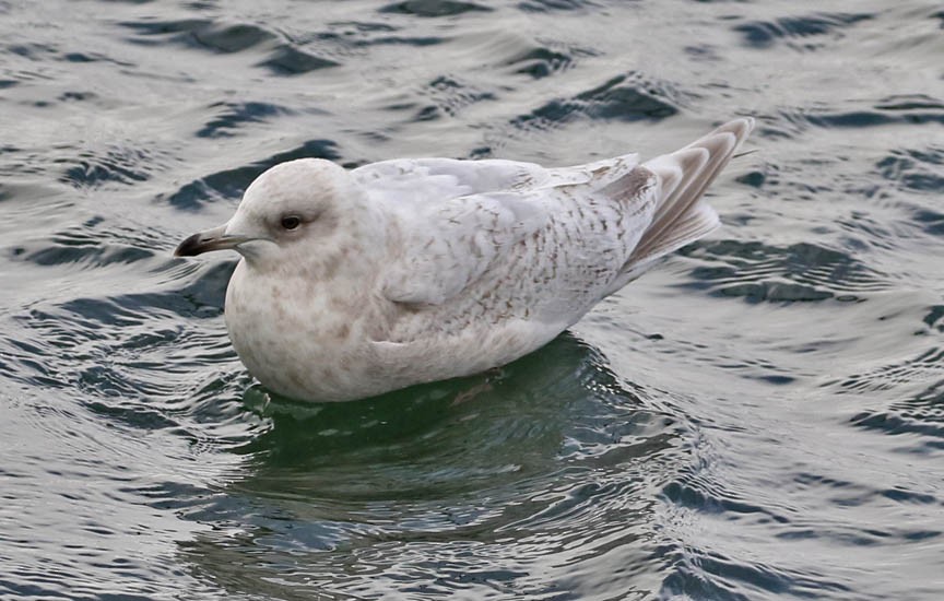 Iceland Gull - Mark Dennis