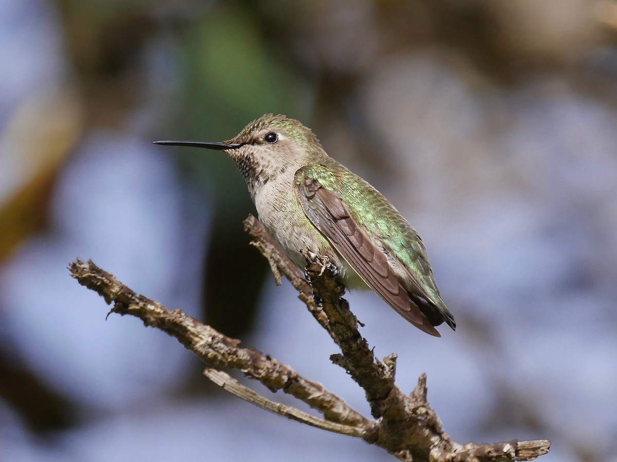Anna's Hummingbird - Jeffrey Thomas