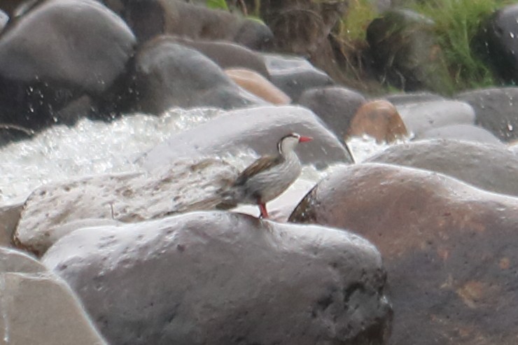 Pato Torrentero - ML138368451