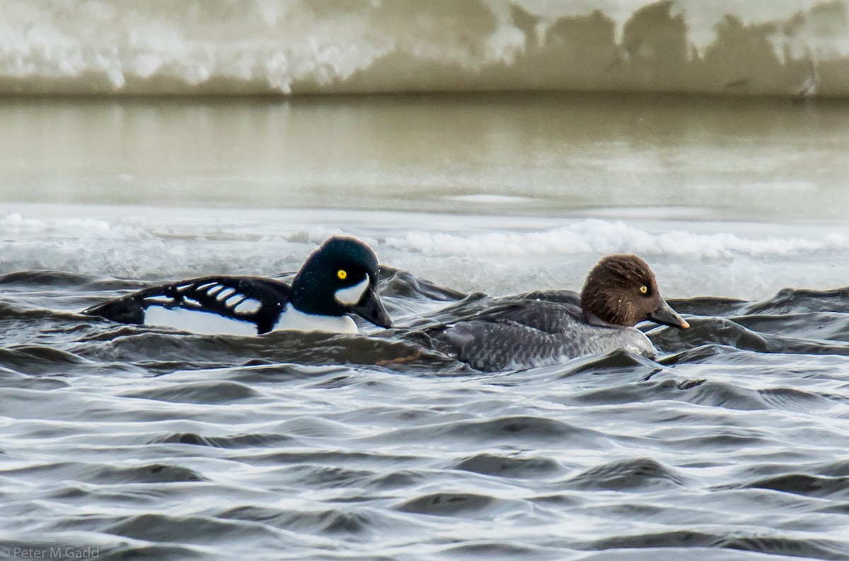 Common Goldeneye - ML138368941