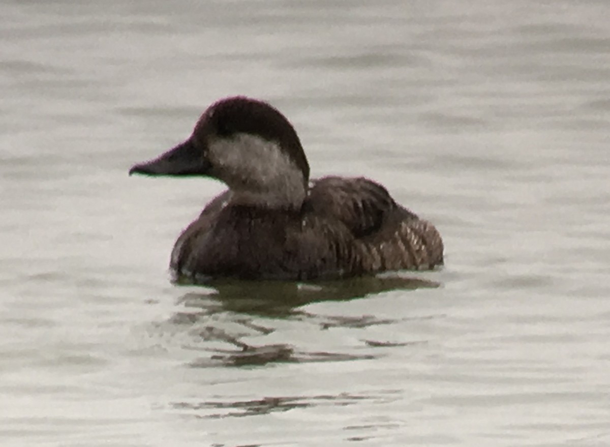 eBird Checklist - 1 Feb 2019 - Lewisville Lake Park - 22 species