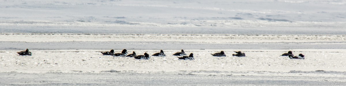 Barrow's Goldeneye - ML138369361