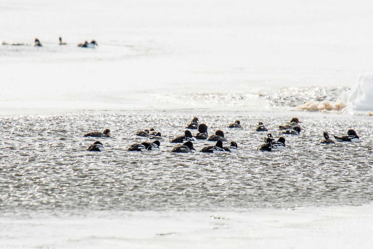 Barrow's Goldeneye - ML138369371