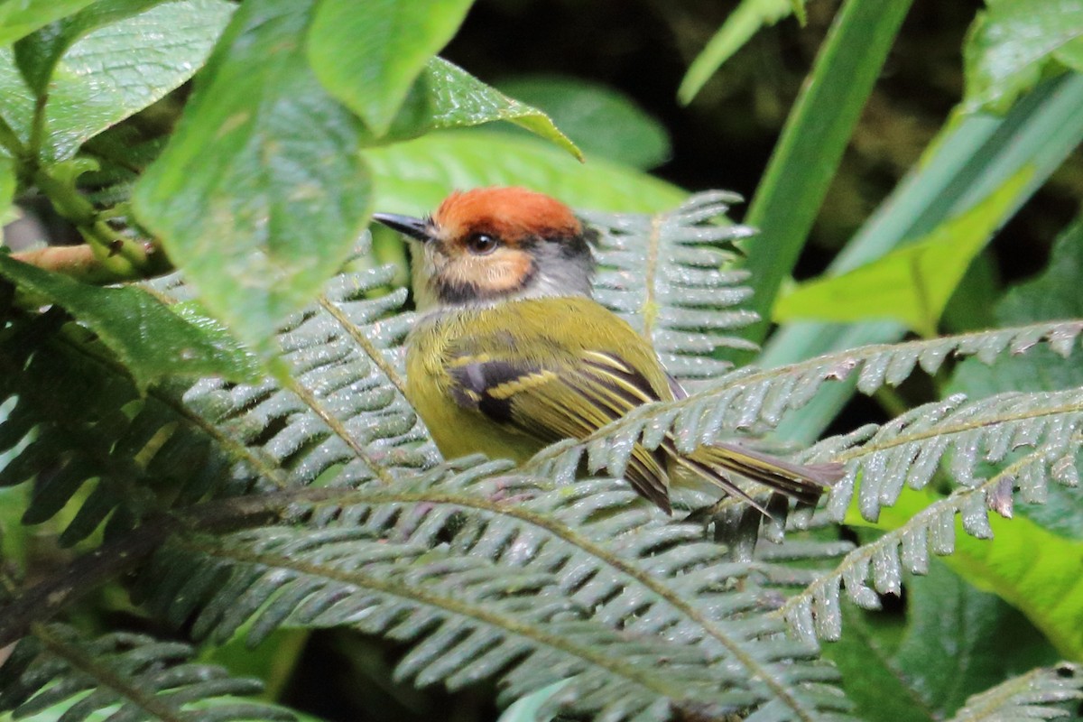 Rufous-crowned Tody-Flycatcher - Alta Tanner