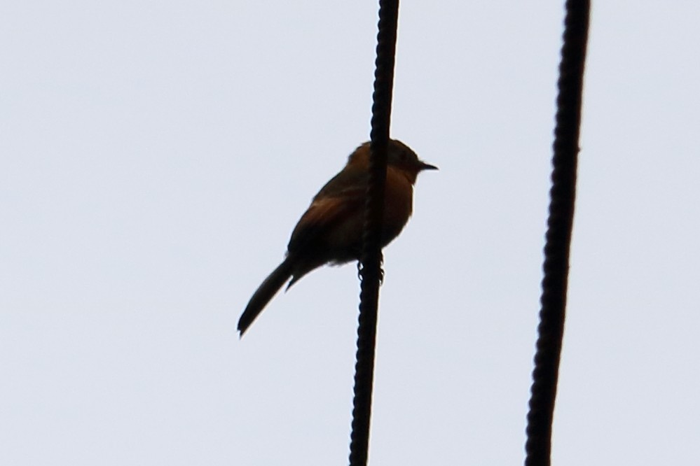 Cinnamon Flycatcher - Alta Tanner