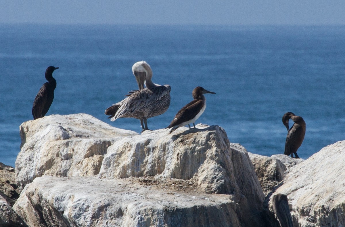 Blue-footed Booby - ML138373451