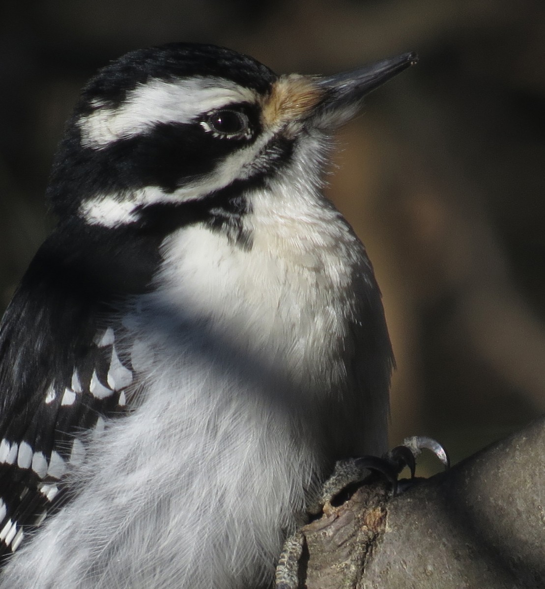 Hairy Woodpecker - Amy Lawes