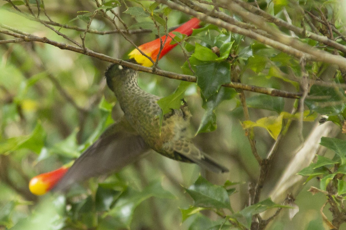 Colibri du Chili - ML138374741