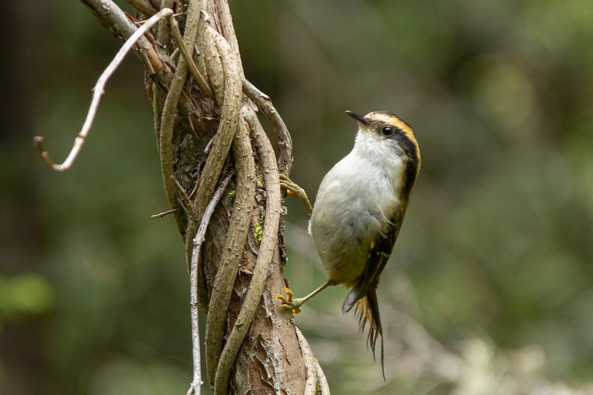 Thorn-tailed Rayadito - ML138375411