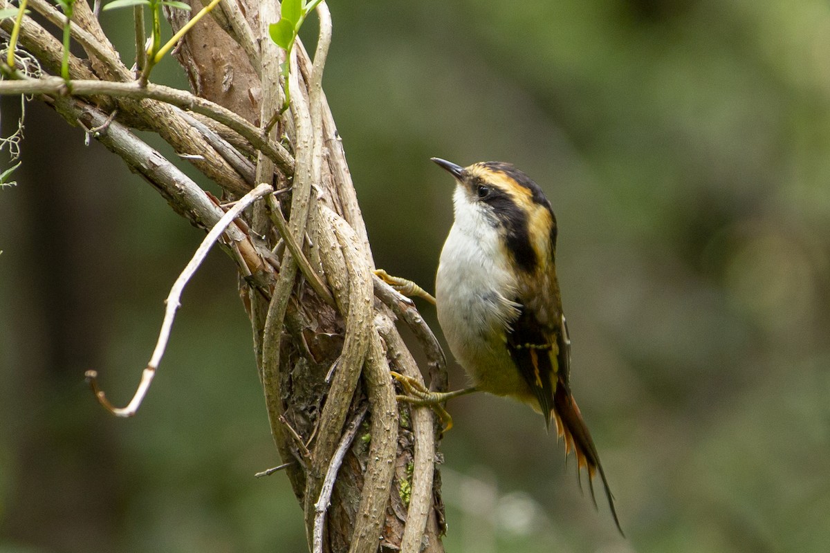 Thorn-tailed Rayadito - ML138375441